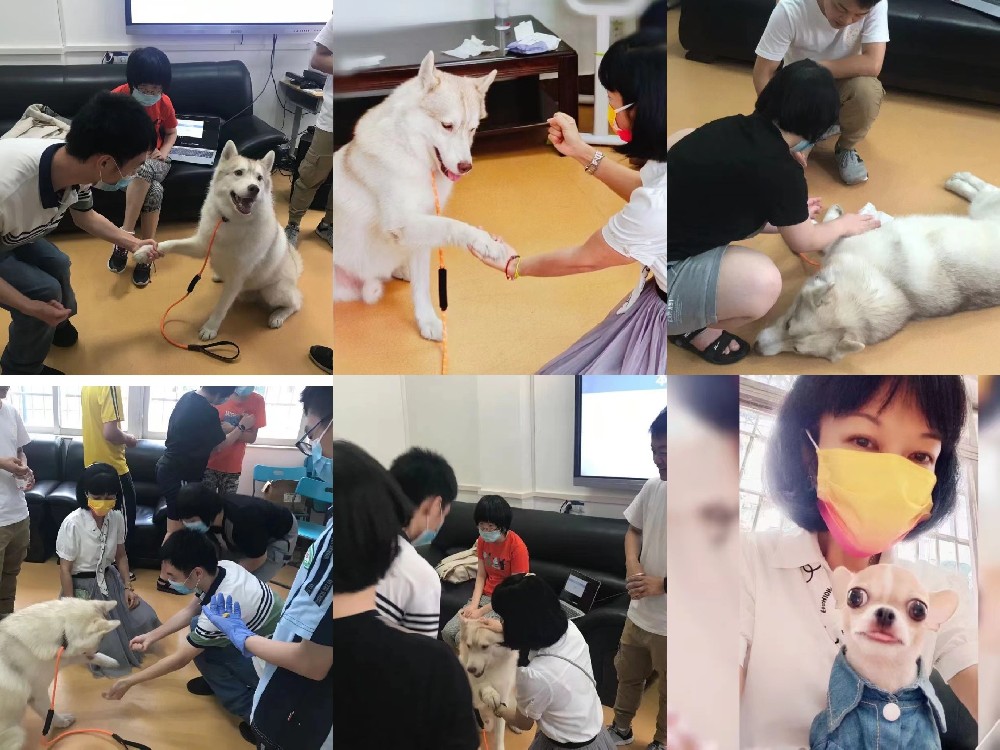 宠物行为心理学课程PART2