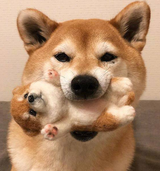 柴犬护食纠正