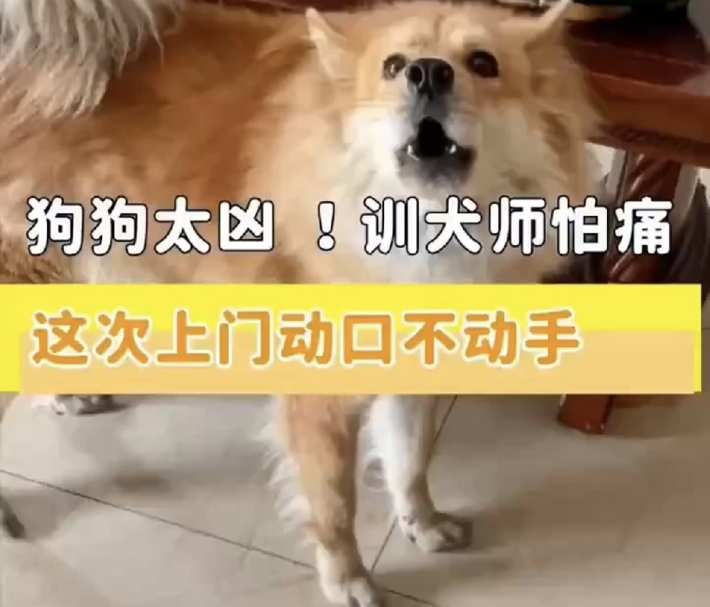 汪星人太凶，训犬师怕痛