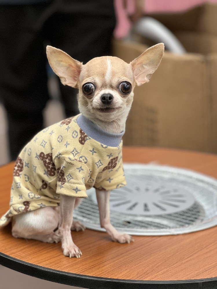 与狗狗的美好时光