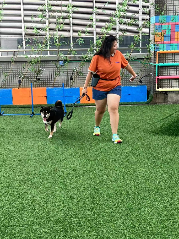 吉萌社宠物幼儿园的欢乐日常